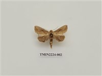 藏品(豹舟蛾)的圖片